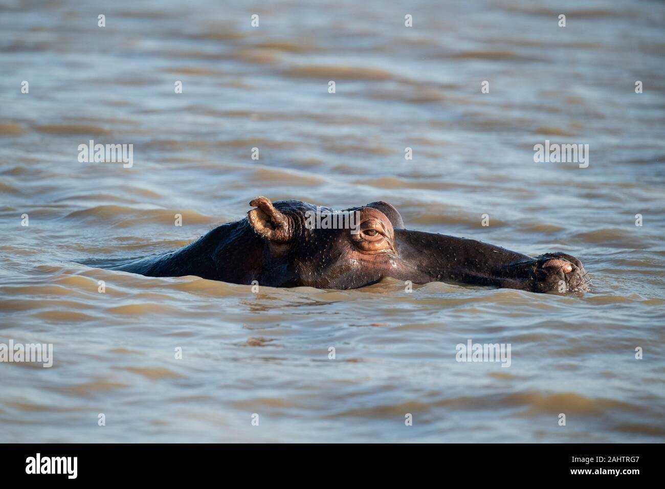 Hippopotame, Hippopotamus amphibius, le lac St Lucia, parc iSimangaliso Wetland Park, Afrique du Sud Banque D'Images