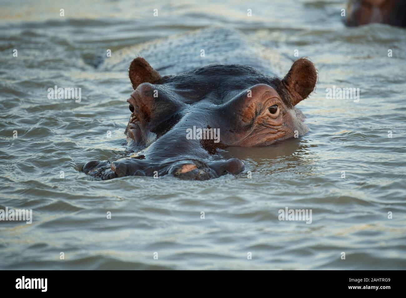 Hippopotame, Hippopotamus amphibius, le lac St Lucia, parc iSimangaliso Wetland Park, Afrique du Sud Banque D'Images