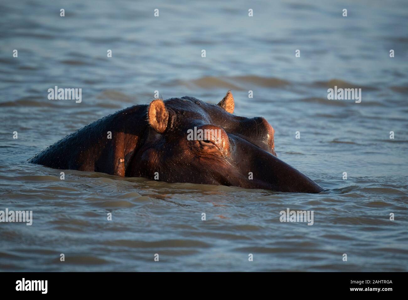 Hippopotame, Hippopotamus amphibius, le lac St Lucia, parc iSimangaliso Wetland Park, Afrique du Sud Banque D'Images