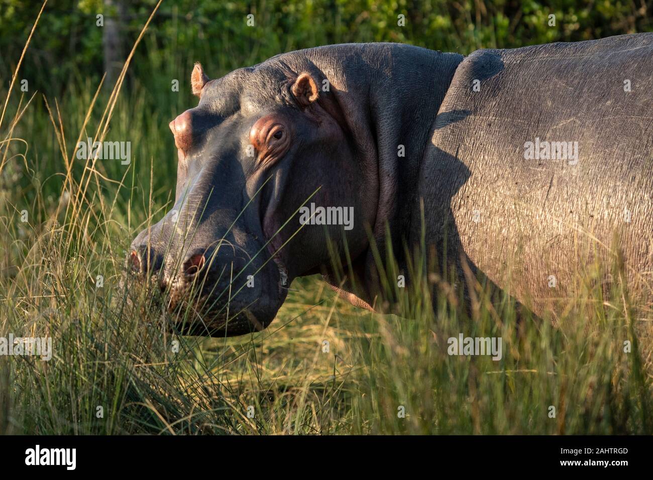 Hippopotame, Hippopotamus amphibius, le lac St Lucia, parc iSimangaliso Wetland Park, Afrique du Sud Banque D'Images