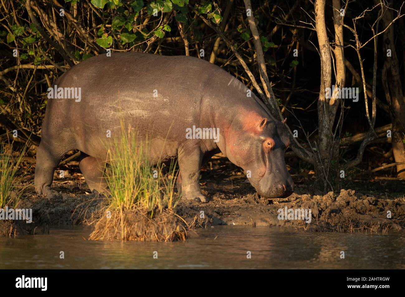 Hippopotame, Hippopotamus amphibius, le lac St Lucia, parc iSimangaliso Wetland Park, Afrique du Sud Banque D'Images