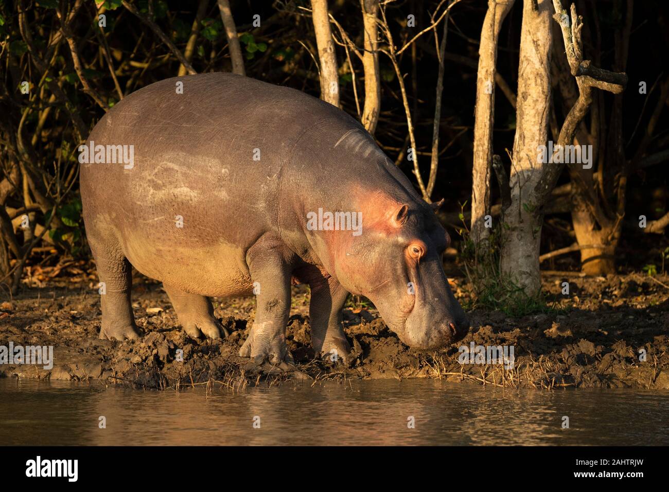 Hippopotame, Hippopotamus amphibius, le lac St Lucia, parc iSimangaliso Wetland Park, Afrique du Sud Banque D'Images