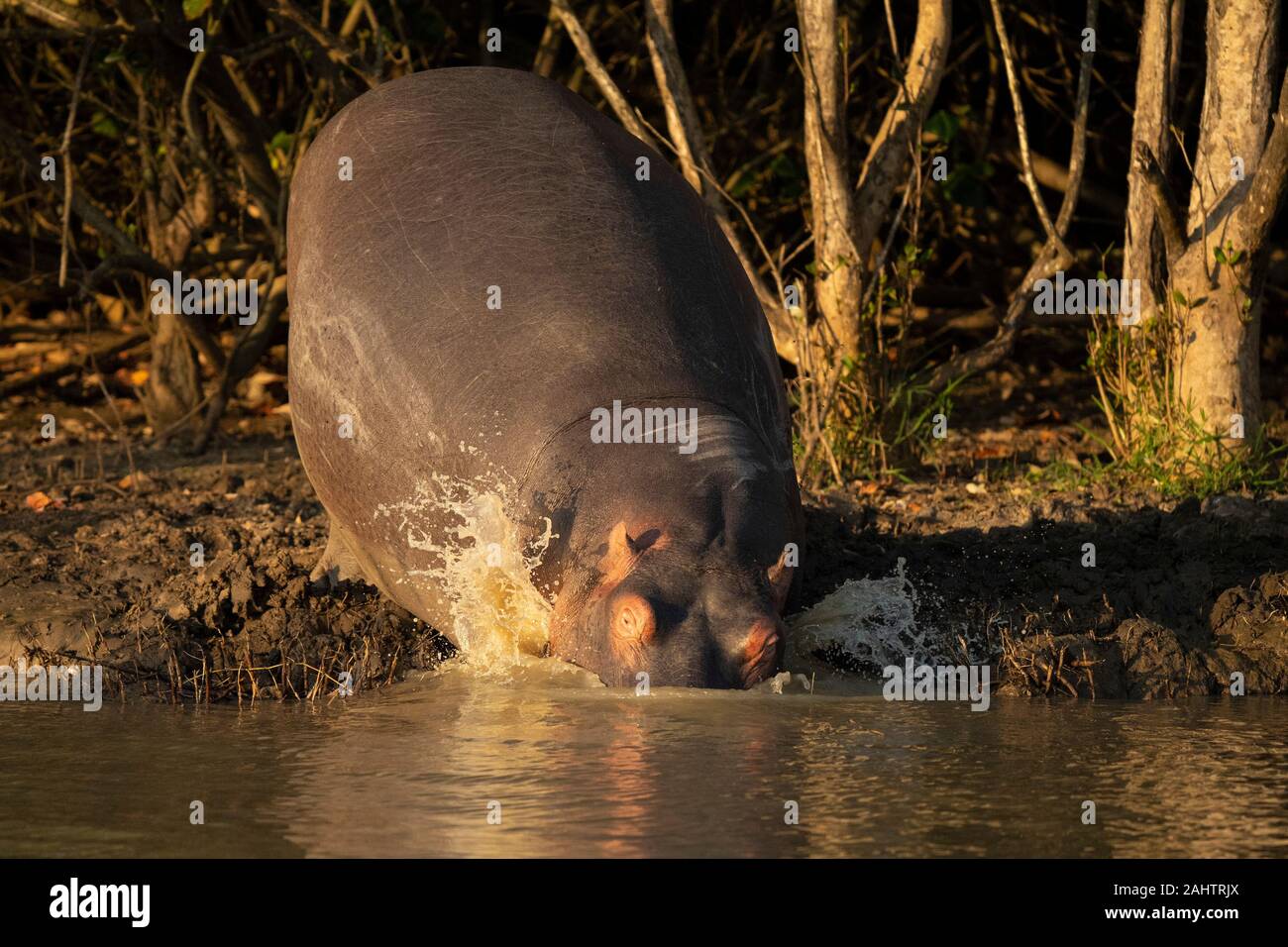 Hippopotame, Hippopotamus amphibius, le lac St Lucia, parc iSimangaliso Wetland Park, Afrique du Sud Banque D'Images