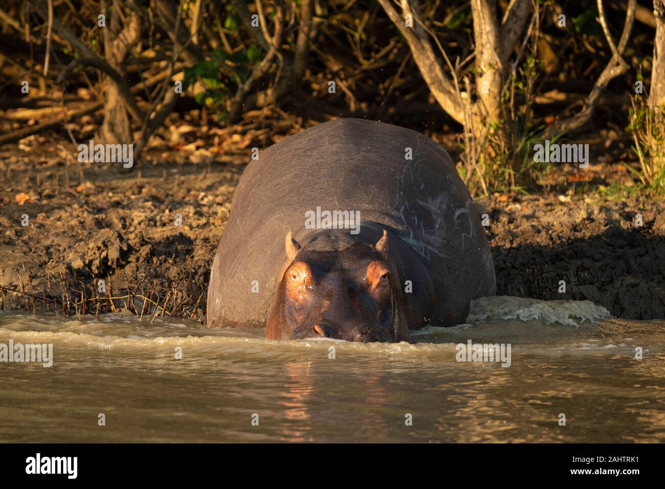 Hippopotame, Hippopotamus amphibius, le lac St Lucia, parc iSimangaliso Wetland Park, Afrique du Sud Banque D'Images