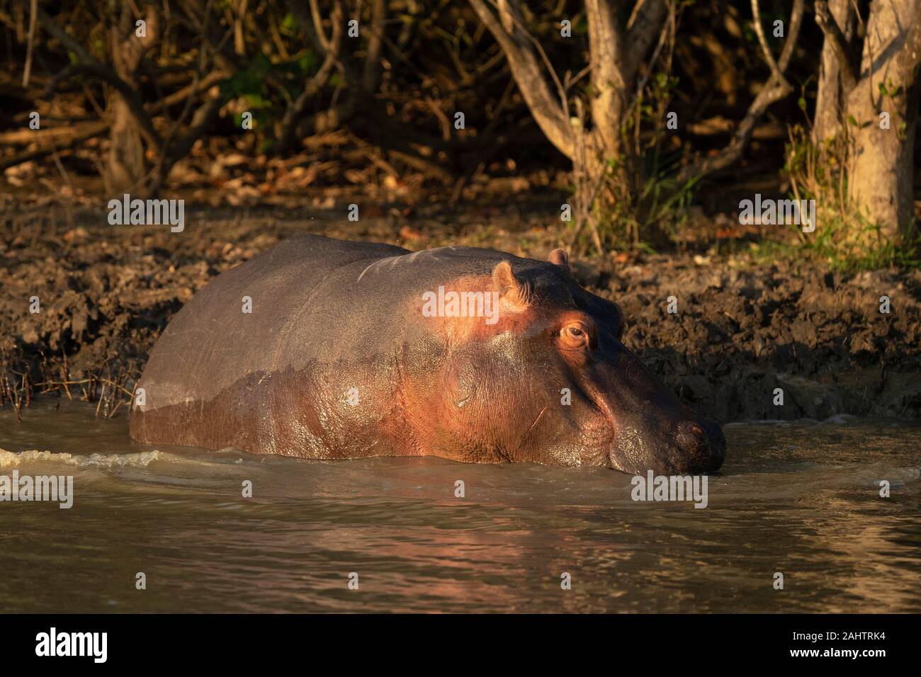Hippopotame, Hippopotamus amphibius, le lac St Lucia, parc iSimangaliso Wetland Park, Afrique du Sud Banque D'Images