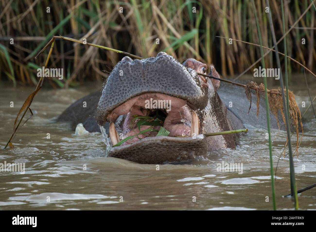 Hippopotame, Hippopotamus amphibius, le lac St Lucia, parc iSimangaliso Wetland Park, Afrique du Sud Banque D'Images