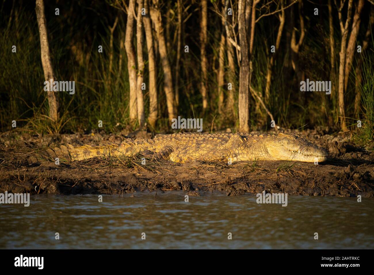 Crocodile du Nil, Crocodylus niloticus, le lac St Lucia, parc iSimangaliso Wetland Park, Afrique du Sud Banque D'Images