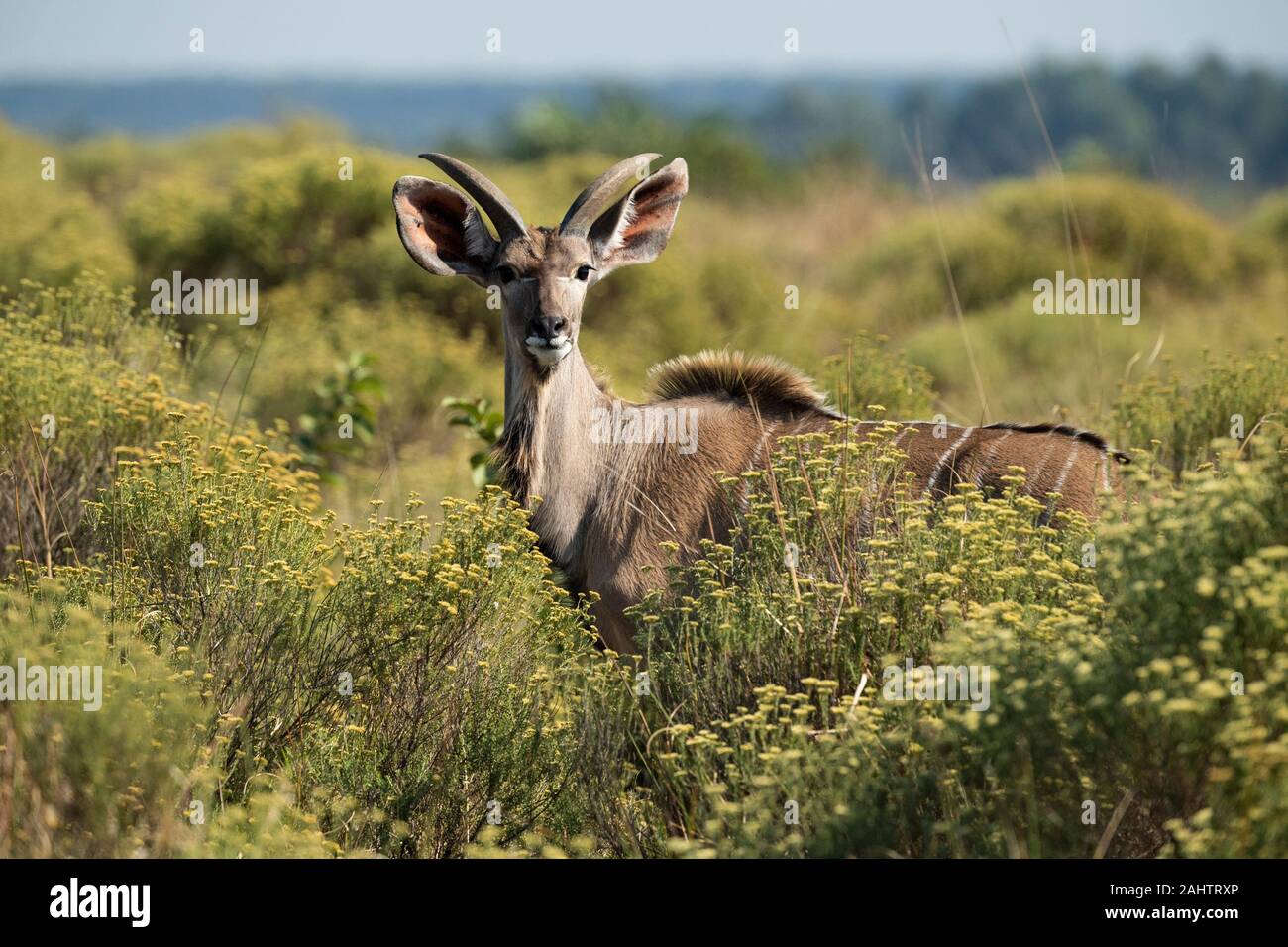 Jeune homme, grand koudou Tragelaphus strepsiceros, parc iSimangaliso Wetland Park, Afrique du Sud Banque D'Images