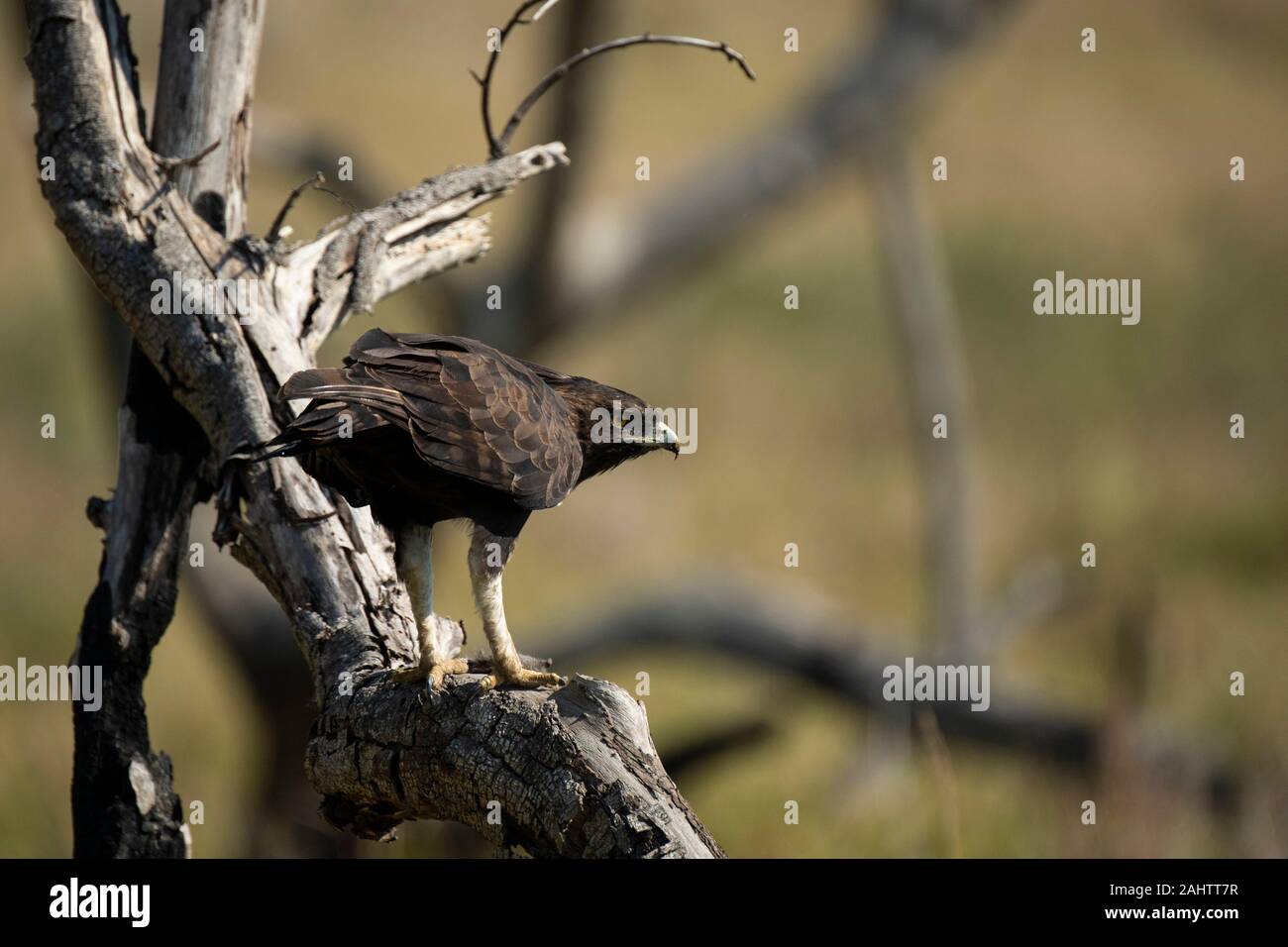 Long-crested eagle, Lophaetus occipital, parc iSimangaliso Wetland Park, Afrique du Sud Banque D'Images