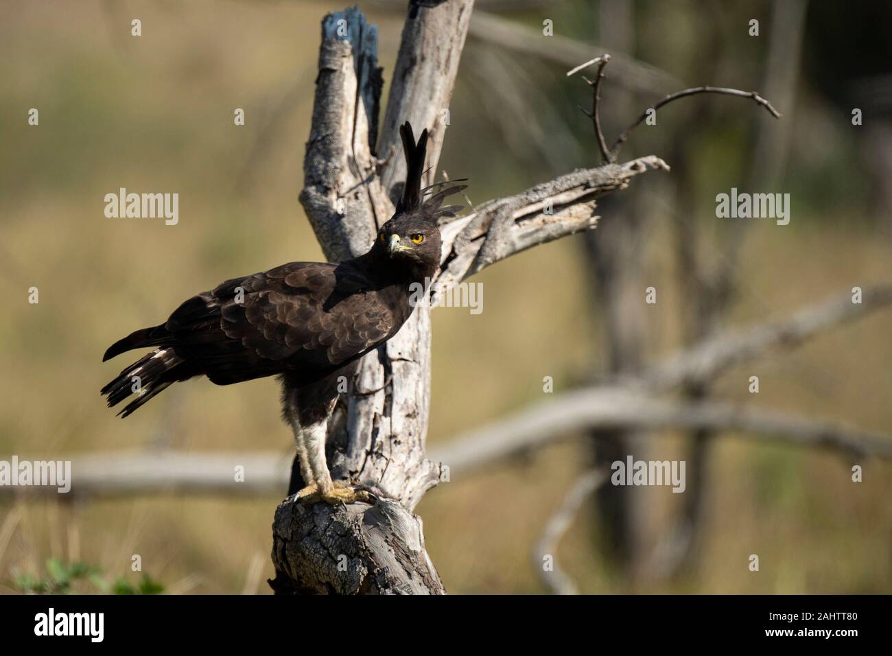 Long-crested eagle, Lophaetus occipital, parc iSimangaliso Wetland Park, Afrique du Sud Banque D'Images