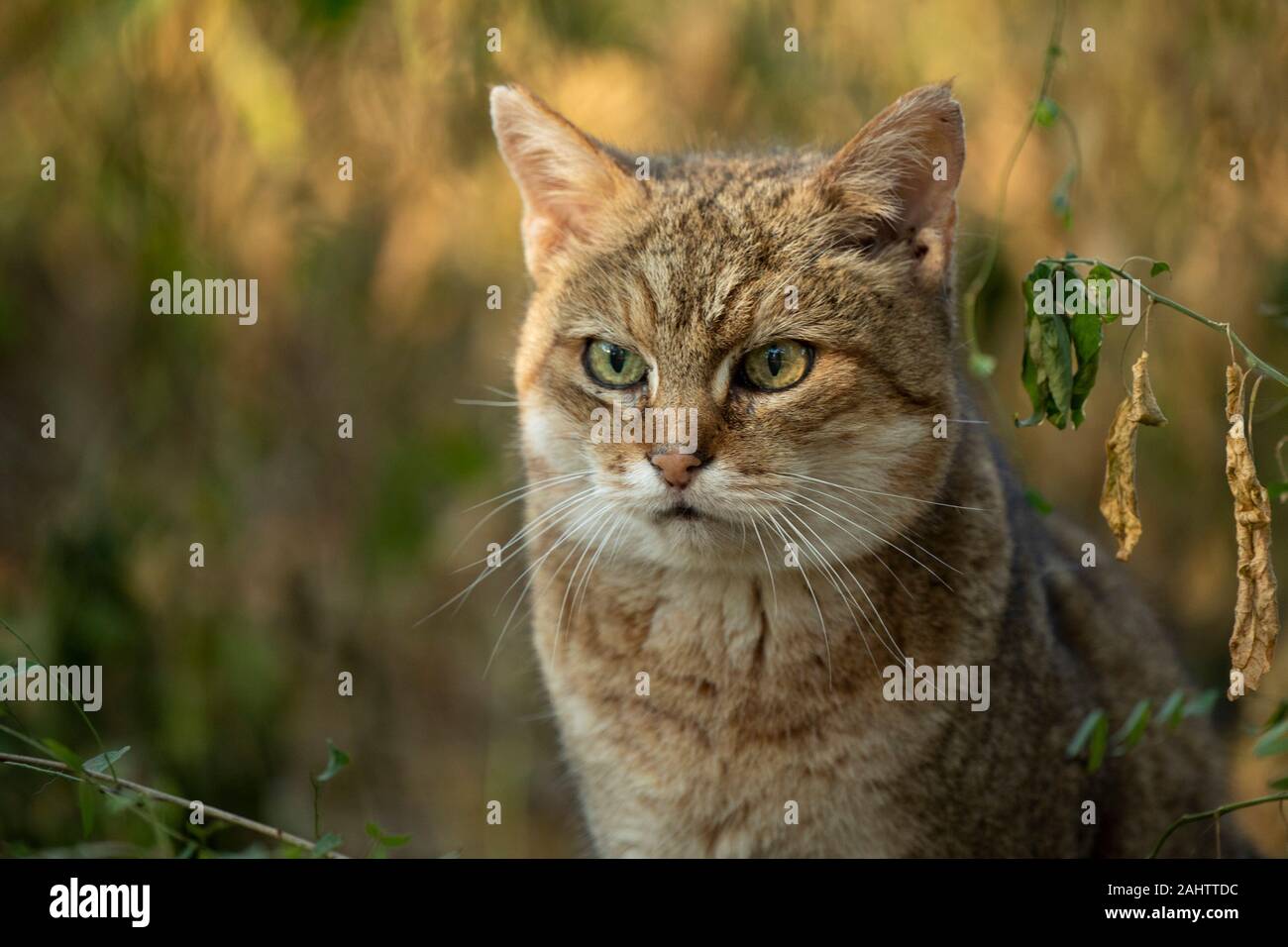 Chat Sauvage Africain Felis Silvestris Lybica Emdoneni Afrique Du Sud Photo Stock Alamy