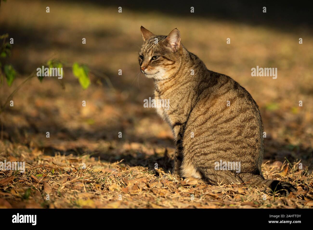 Chat Sauvage Africain Felis Silvestris Lybica Emdoneni Afrique Du Sud Photo Stock Alamy