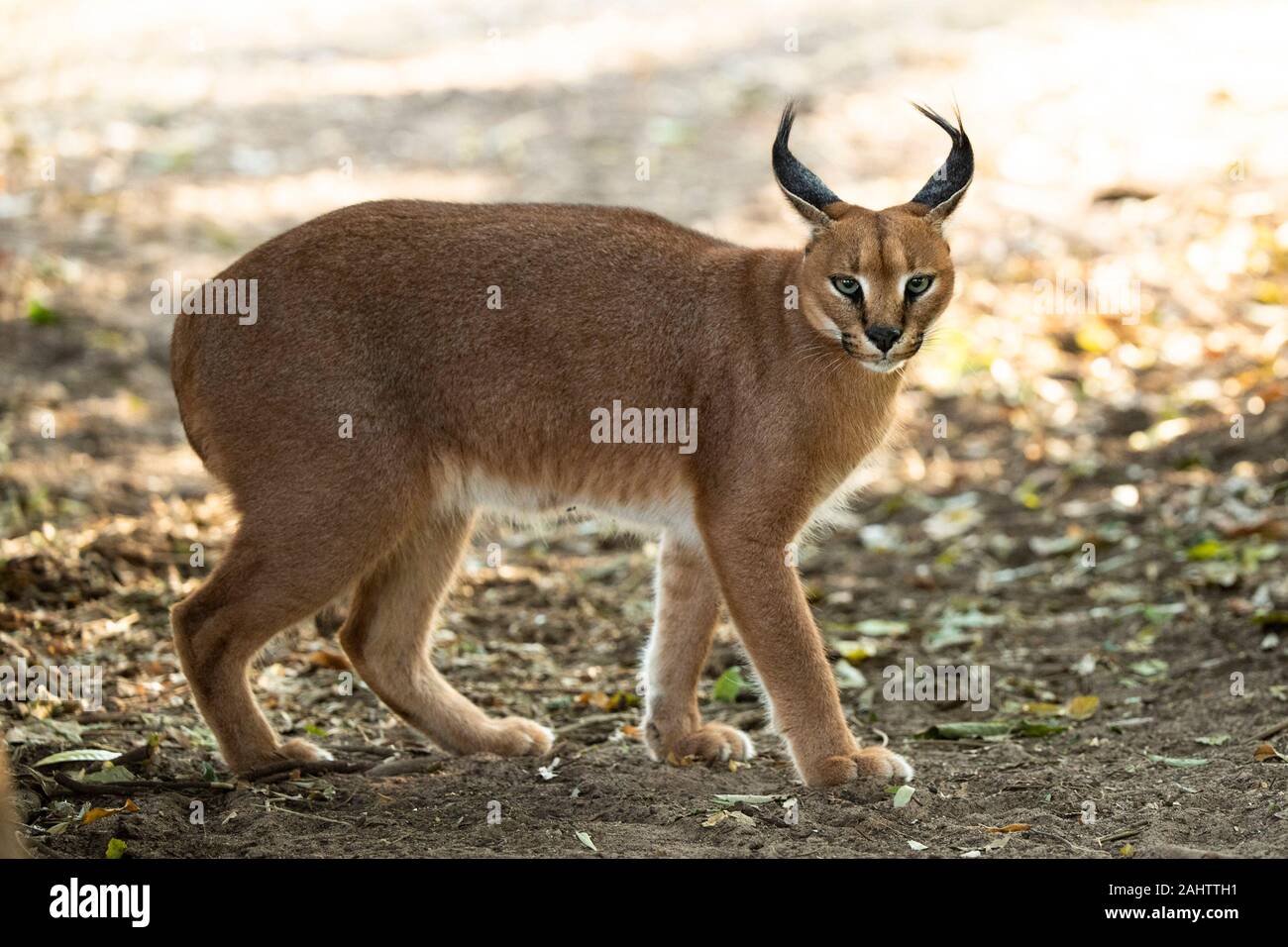Caracal, Caracal caracal, Emdoneni, Afrique du Sud Banque D'Images