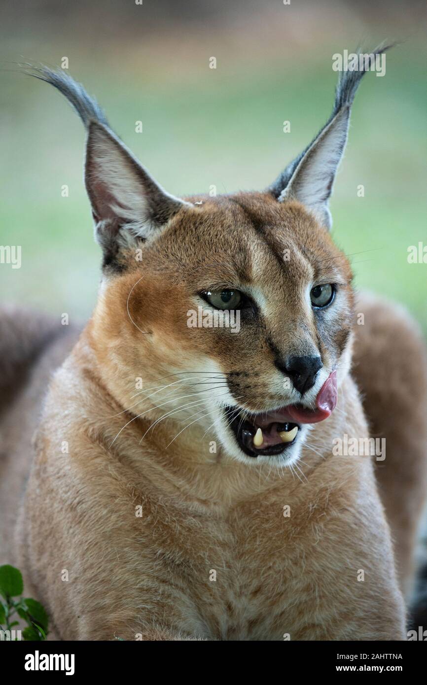Caracal, Caracal caracal, Emdoneni, Afrique du Sud Banque D'Images