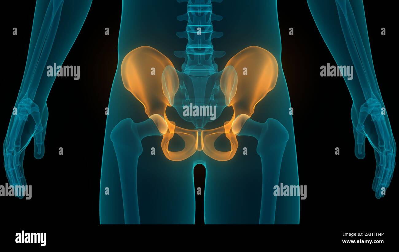 anatomie-des-articulations-osseuses-du-syst-me-de-squelette-humain