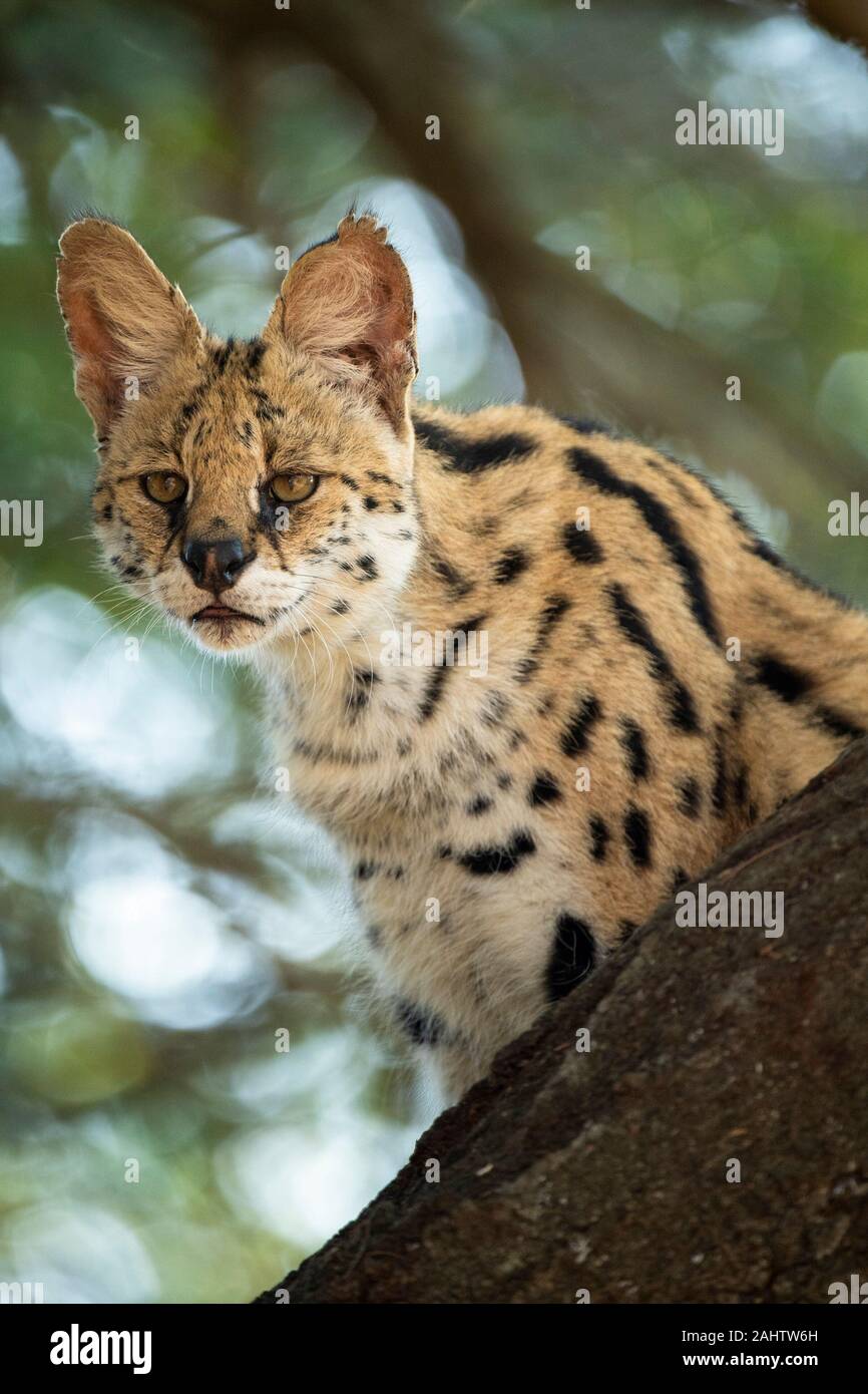 Serval (Leptailurus serval, Emdoneni, Afrique du Sud Banque D'Images
