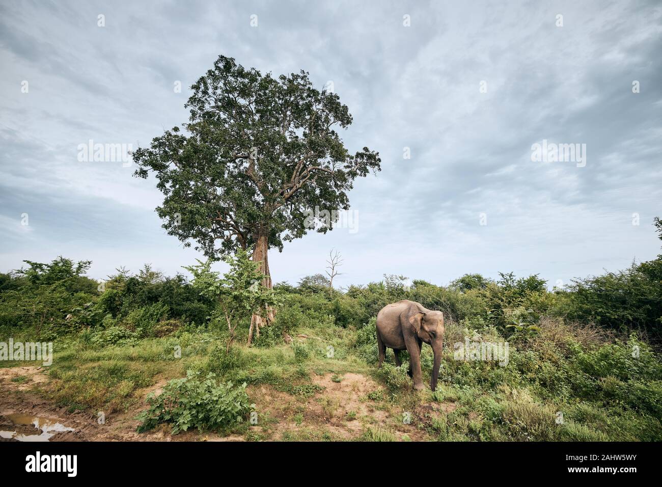 Éléphant dans un paysage verdoyant. Péril au Sri Lanka. Banque D'Images