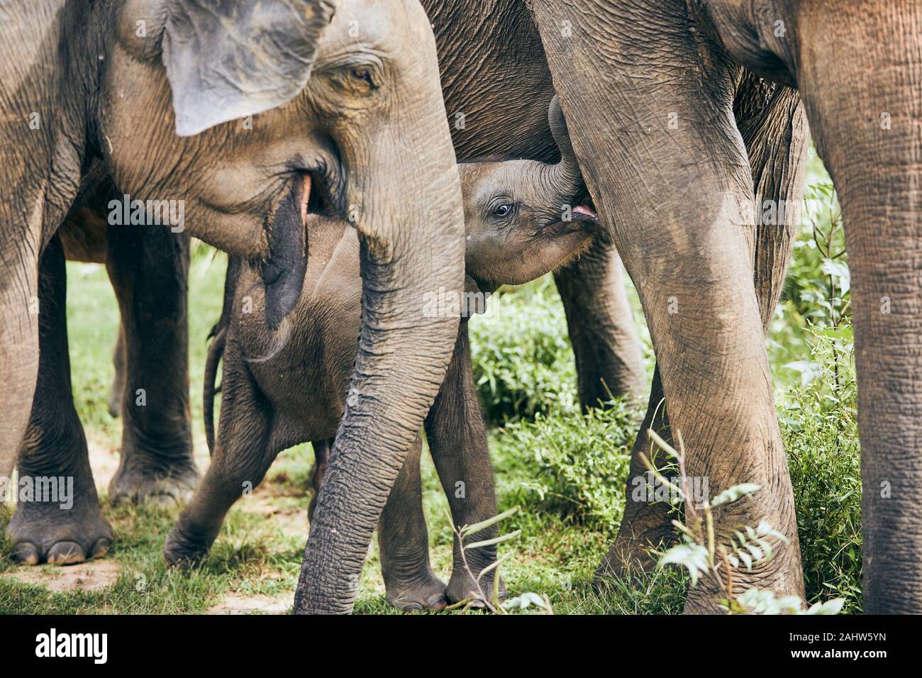 Bébé éléphant ludique au milieu de troupeau. La faune Les animaux au Sri Lanka. Banque D'Images