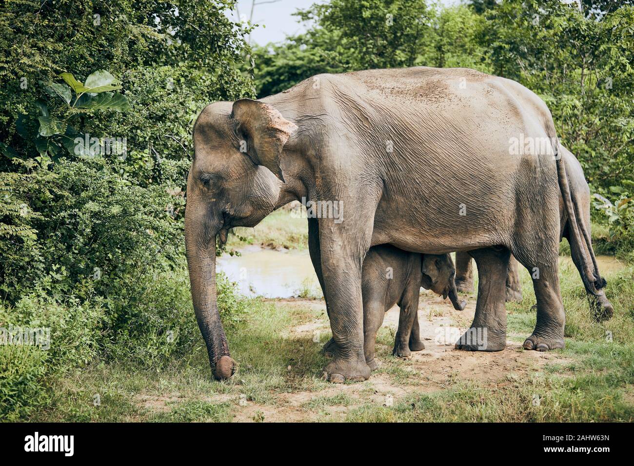 Mère de l'éléphant avec bébé. La faune Les animaux au Sri Lanka. Banque D'Images