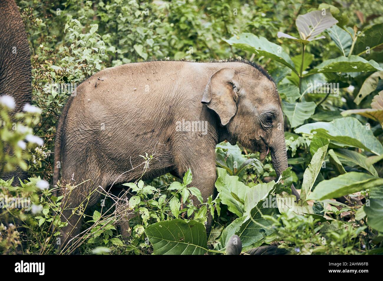 Bébé éléphant marche dans la jungle. Des animaux de la faune au Sri Lanka. Banque D'Images