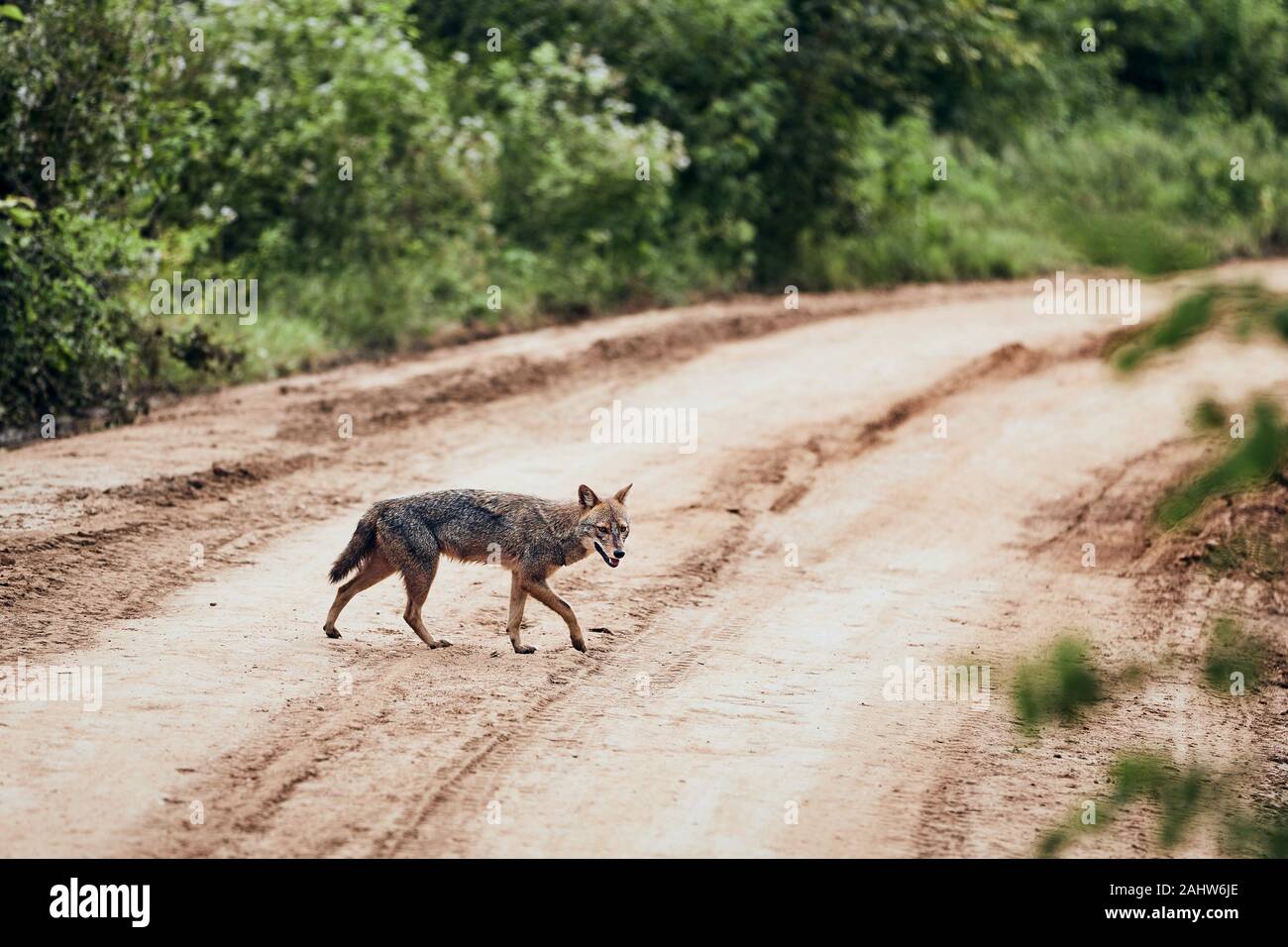 Jackal marche sur route de terre au Sri Lanka Banque D'Images