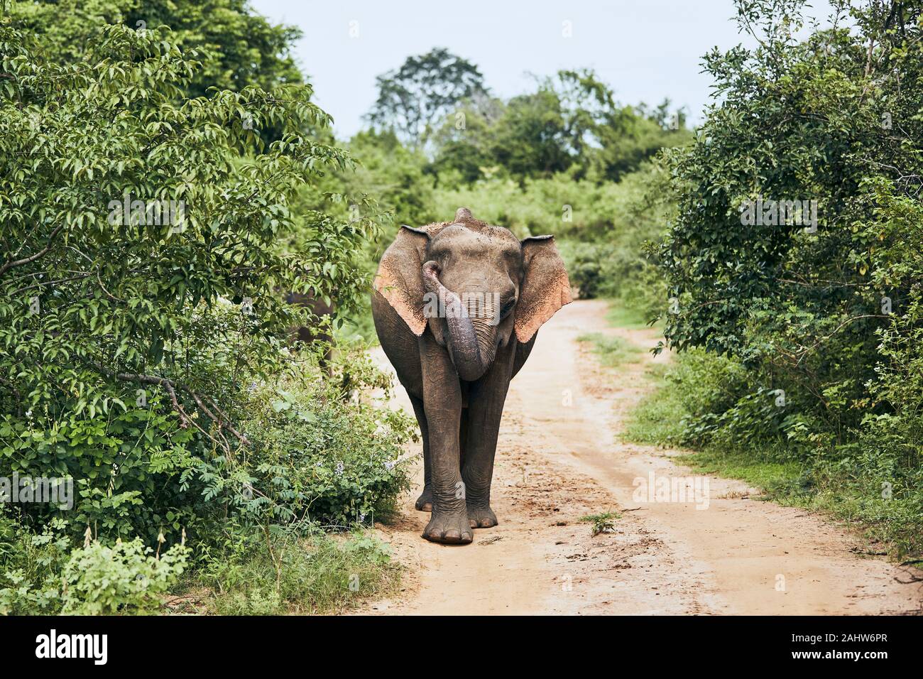 La marche de l'éléphant sur route sale. Des animaux de la faune au Sri Lanka. Banque D'Images