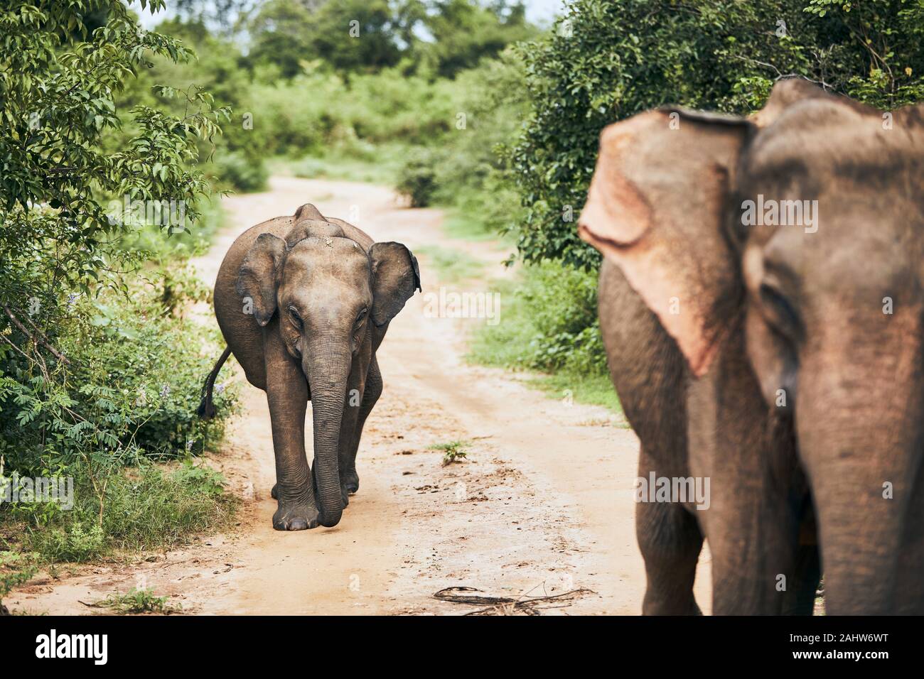 La marche des éléphants sur la route sale. La faune Les animaux au Sri Lanka. Banque D'Images