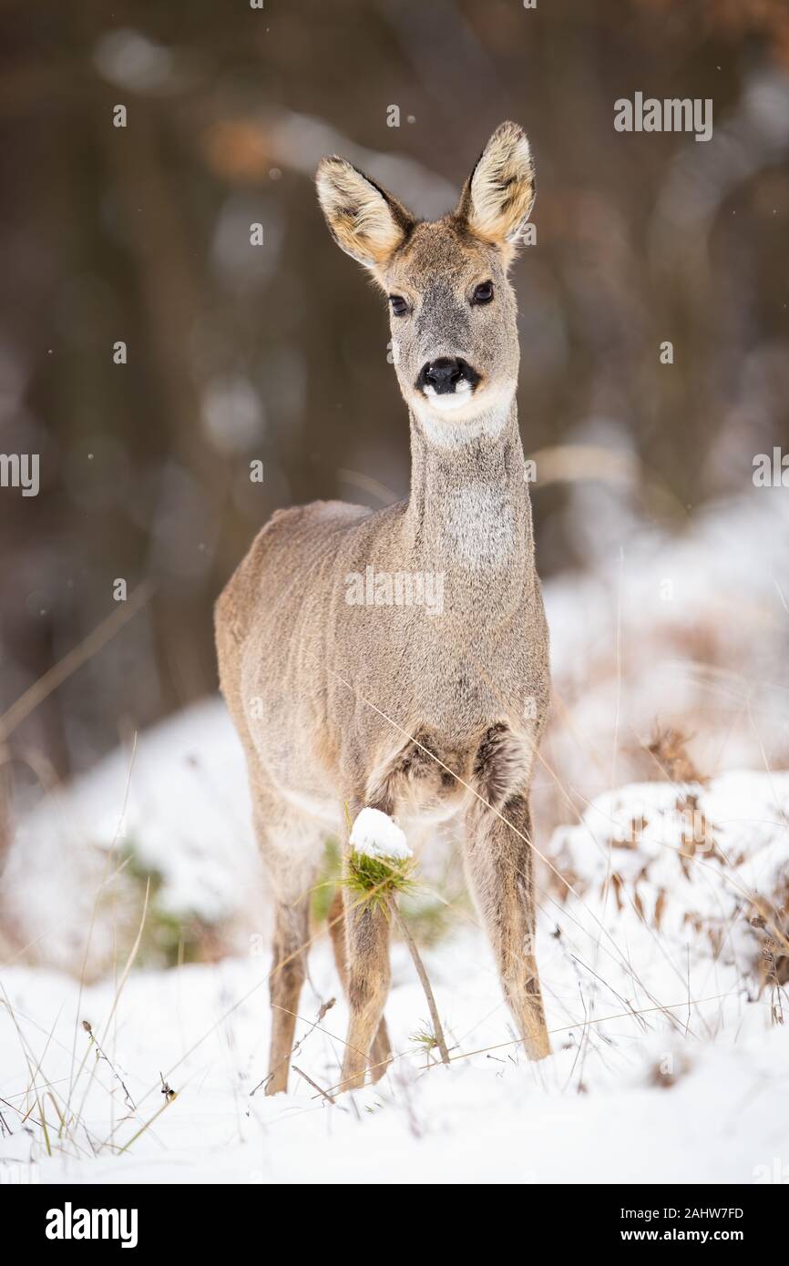 Chevreuil attentif doe debout sur une clairière dans un bois sur la neige en hiver Banque D'Images