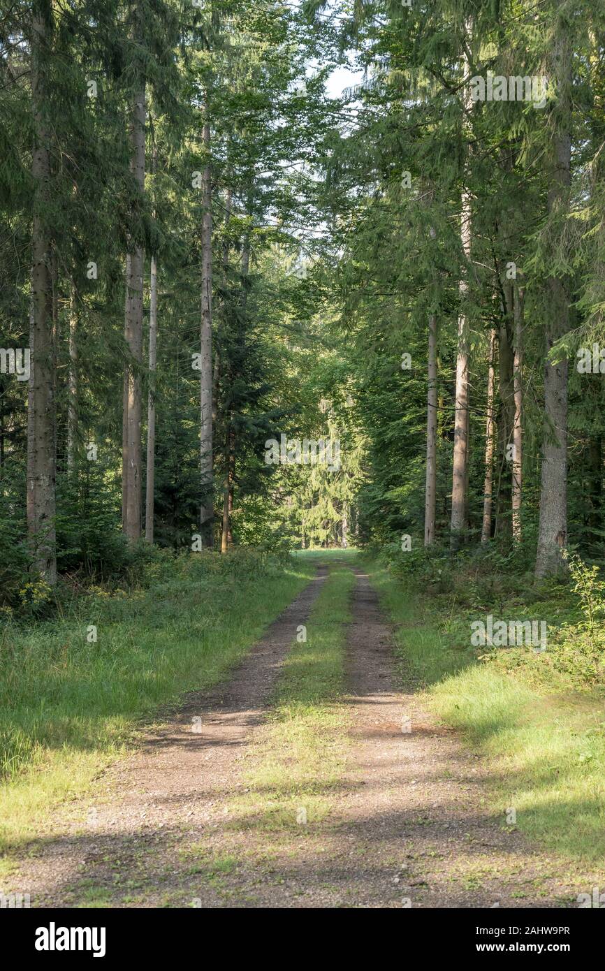Chemin de terre entre les sapins en Forêt Noire, tourné en été soleil ...
