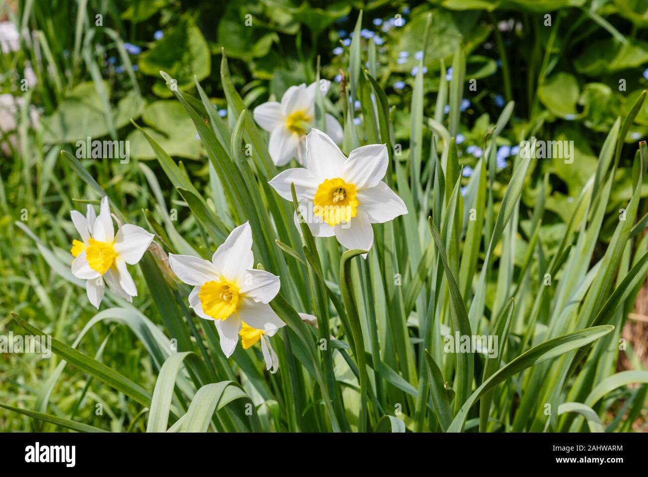 Fleurs de Narcisse, narcisse Narcissus poeticus, Blanc, narcisses au  printemps en fleurs Photo Stock - Alamy