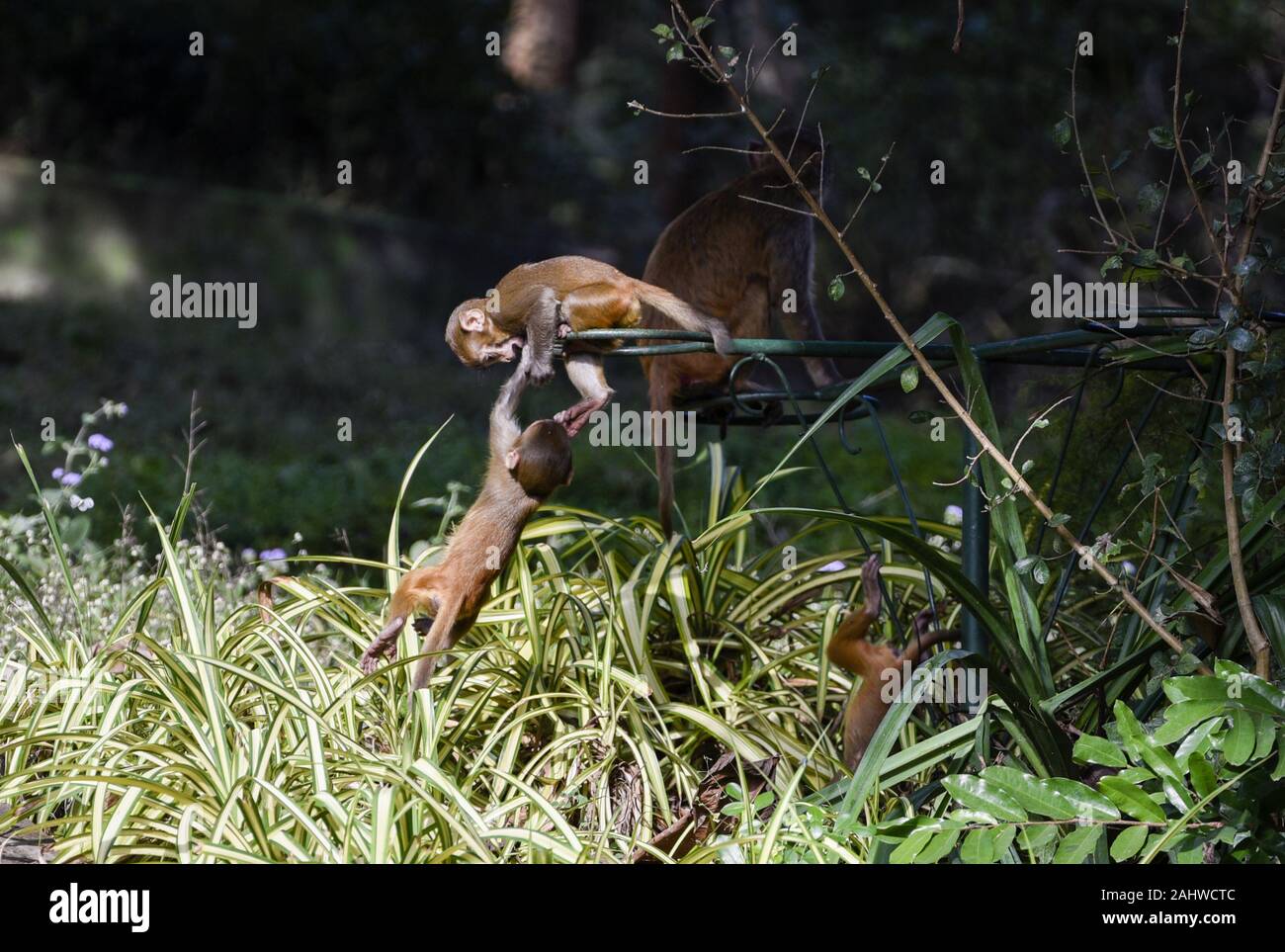 1er janvier 2020, Guwahati, Assam, Inde : jouer à l'état d'Assam, du Zoo à Guwahati. (Crédit Image : © David Talukdar/Zuma sur le fil) Banque D'Images