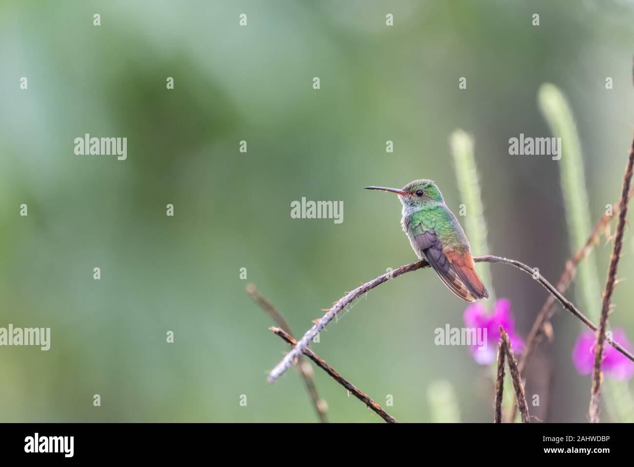 Un colibri à queue ruche (Amazilia tzacatl) perche sur une branche de Laguna del Lagarto, Costa Rica. Banque D'Images