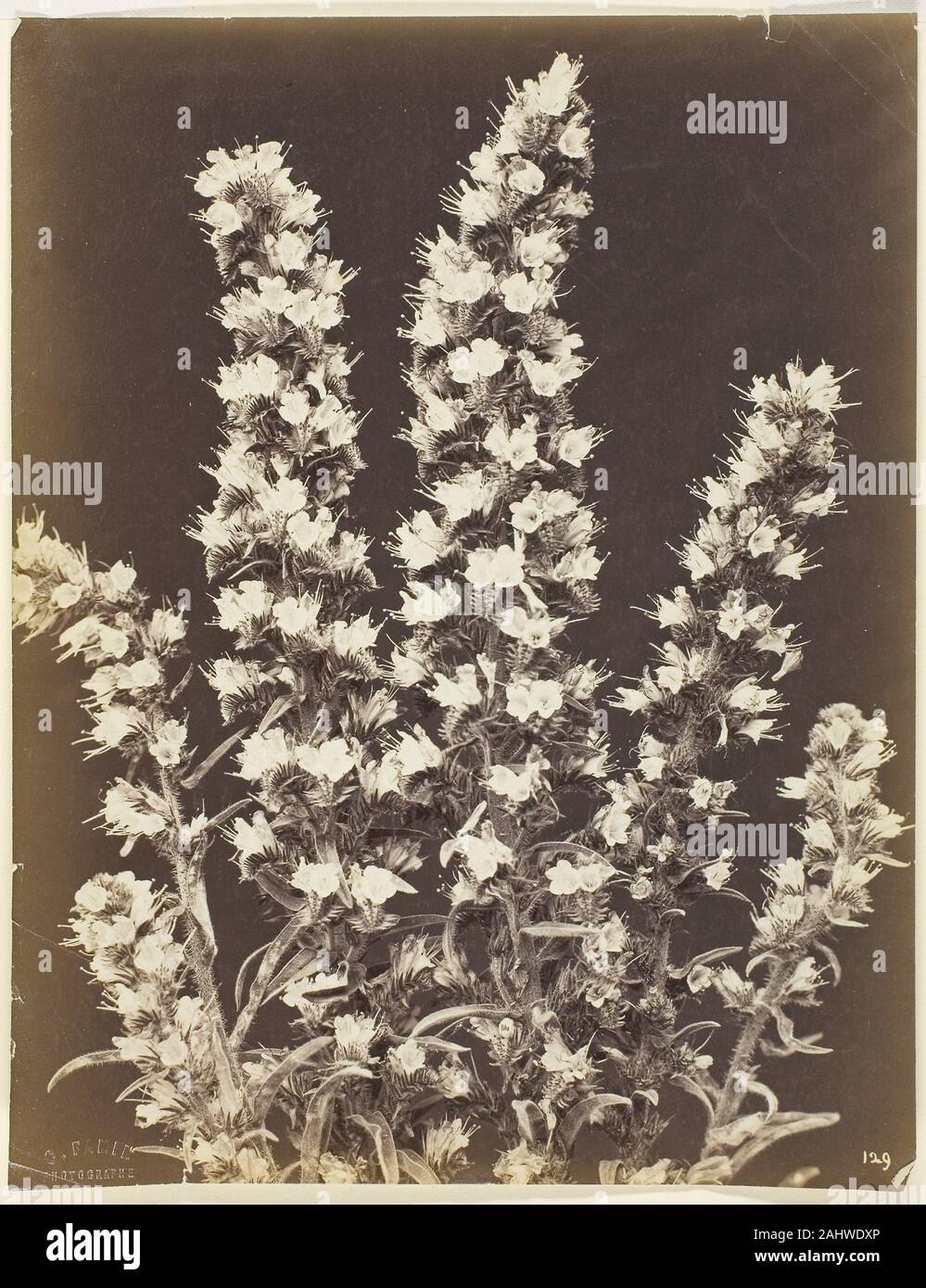 Famin constant. Sans titre. 1865-1875. La France. L'albumine Banque D'Images