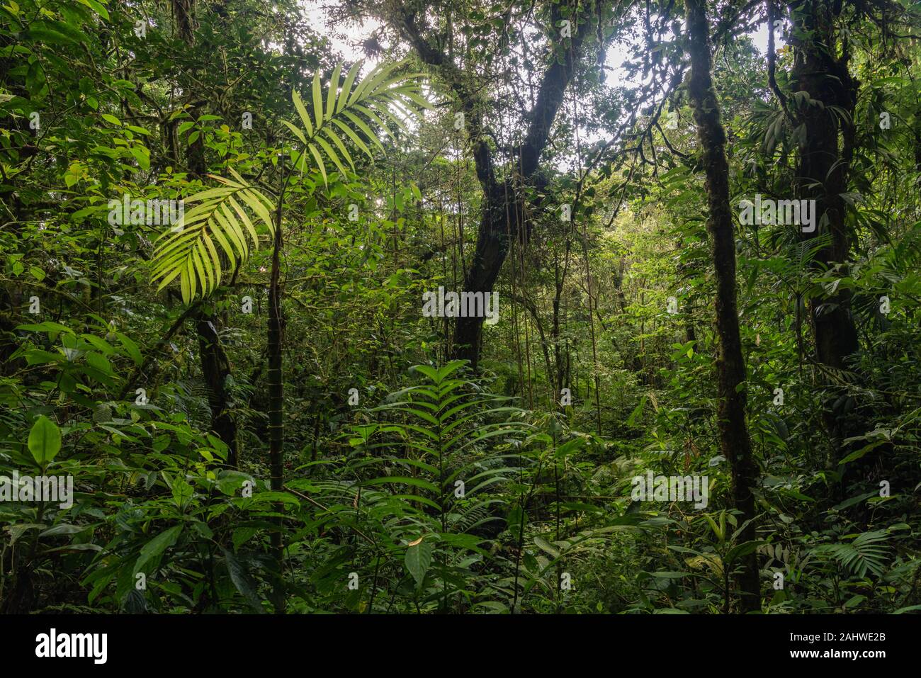 La réserve de la Forêt Nuageuse de Monteverde, Costa Rica Banque D'Images
