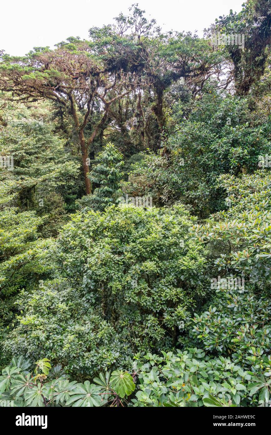 Couvert forestier, réserve forestière de Monteverde Cloud, Costa Rica Banque D'Images