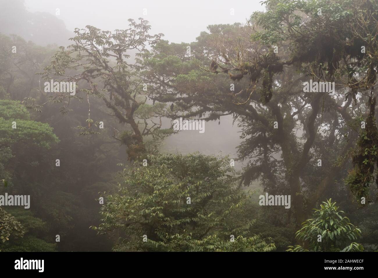 Les nuages couvrent les arbres de la réserve forestière de Monteverde, au Costa Rica Banque D'Images