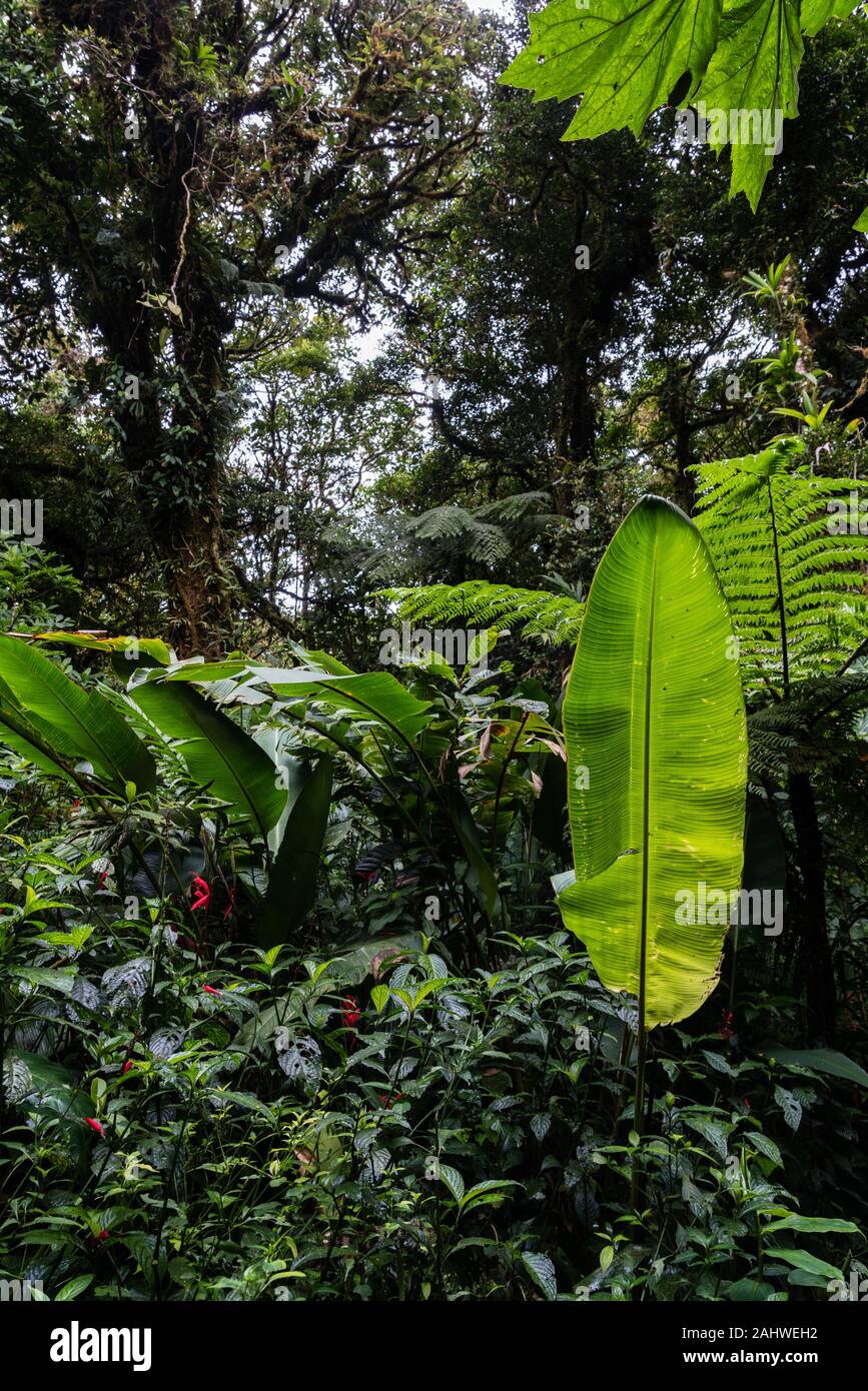La réserve de la Forêt Nuageuse de Monteverde, Costa Rica Banque D'Images