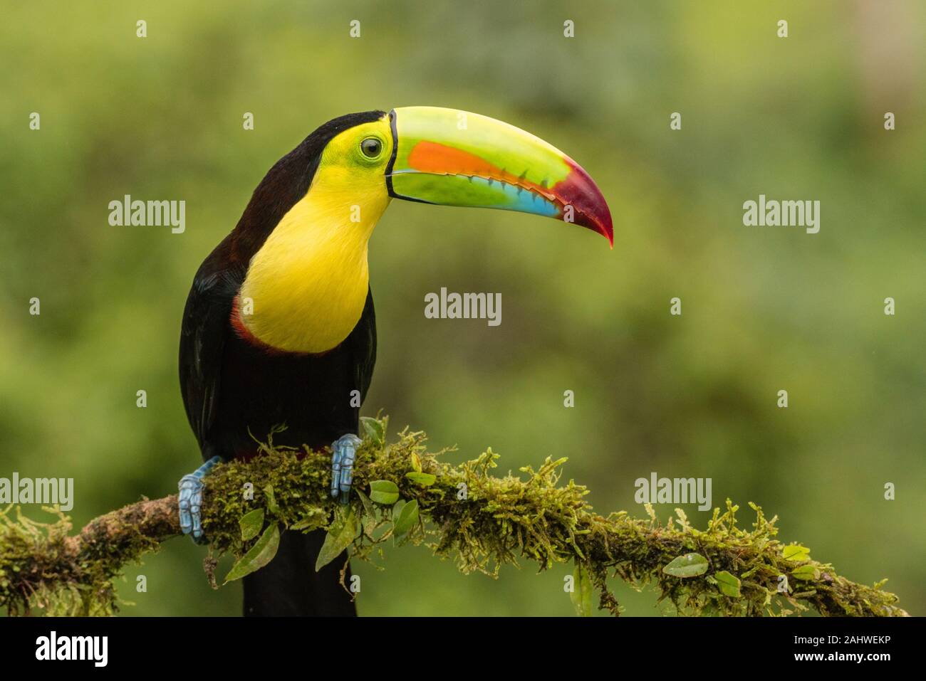 Une toucan à bec de quille (Ramphastos sulfuratus) perche sur une branche d'arbres à Laguna del Lagarto, Costa Rica Banque D'Images