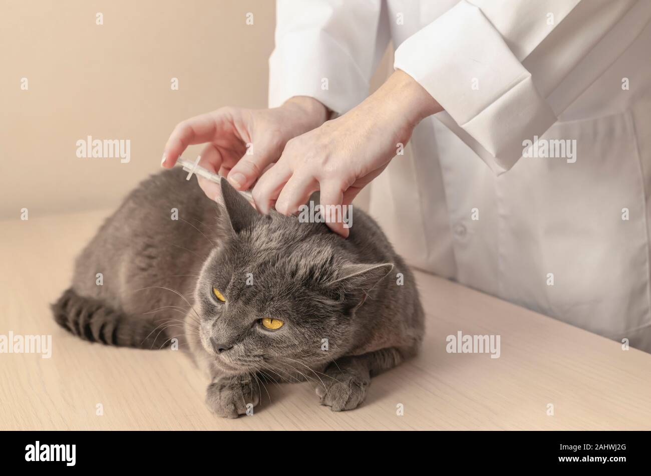 Chat gris est l'obtention d'un vaccin à la clinique vétérinaire. Vétérinaire professionnel est making injection au patient cat. L'amour de la nature concept. Hori Banque D'Images