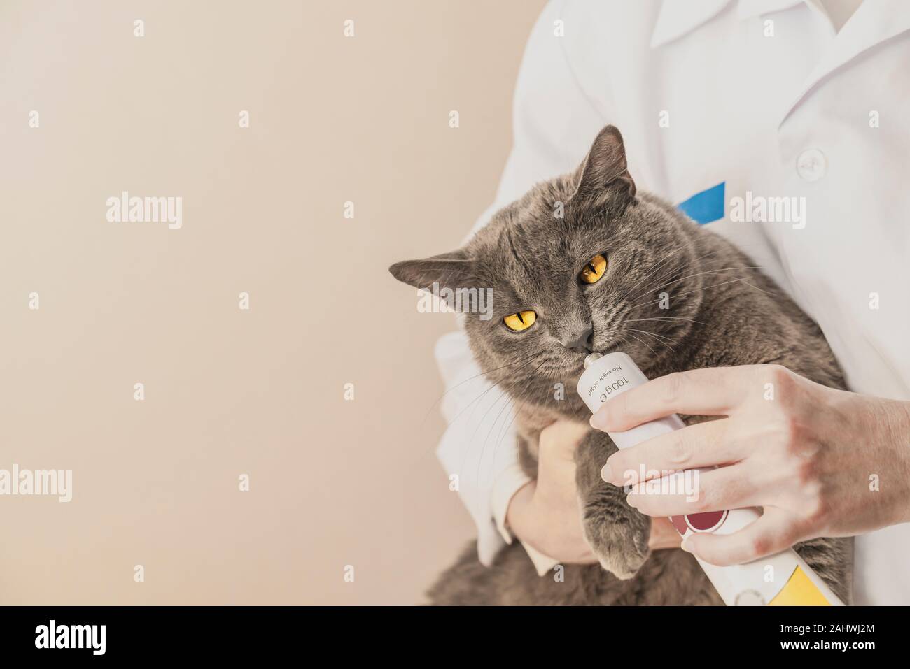 Adorable chat gris se fait à partir de la médecine vétérinaire, la main. Vet professionnel fournissant le traitement des animaux. L'amour de la nature concept. Imag horizontale Banque D'Images