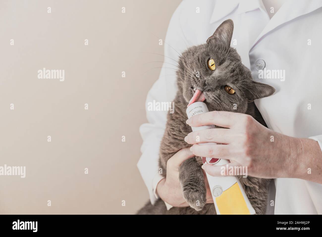 Funny chat gris est de lécher les résidus de médicaments. Vétérinaire professionnel fournissant le traitement des animaux. L'amour de la nature concept. Image horizontale. Banque D'Images