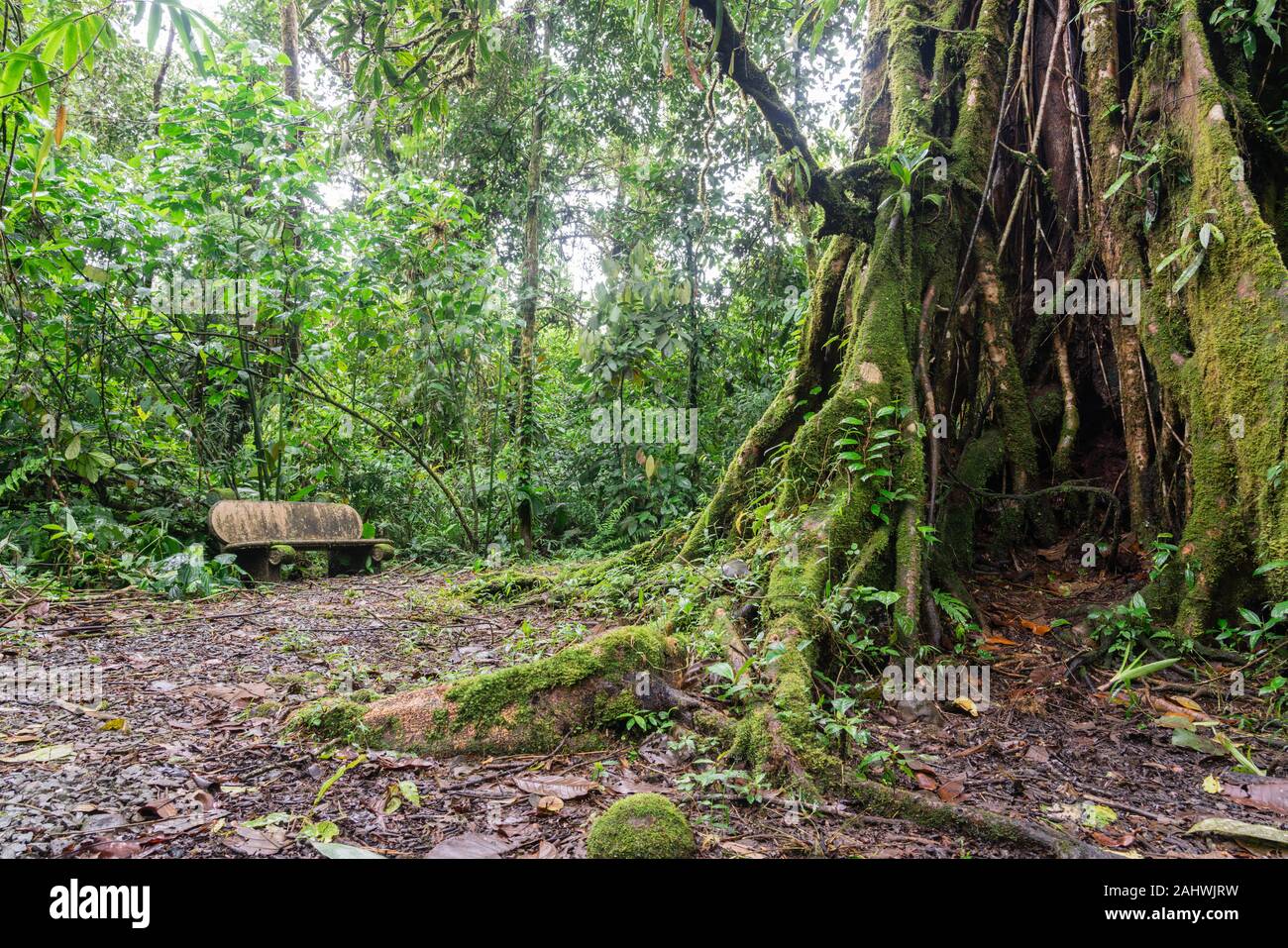 Banc à côté d'un grand arbre dans la forêt tropicale. Catarata Del Toro, Costa Rica. Banque D'Images