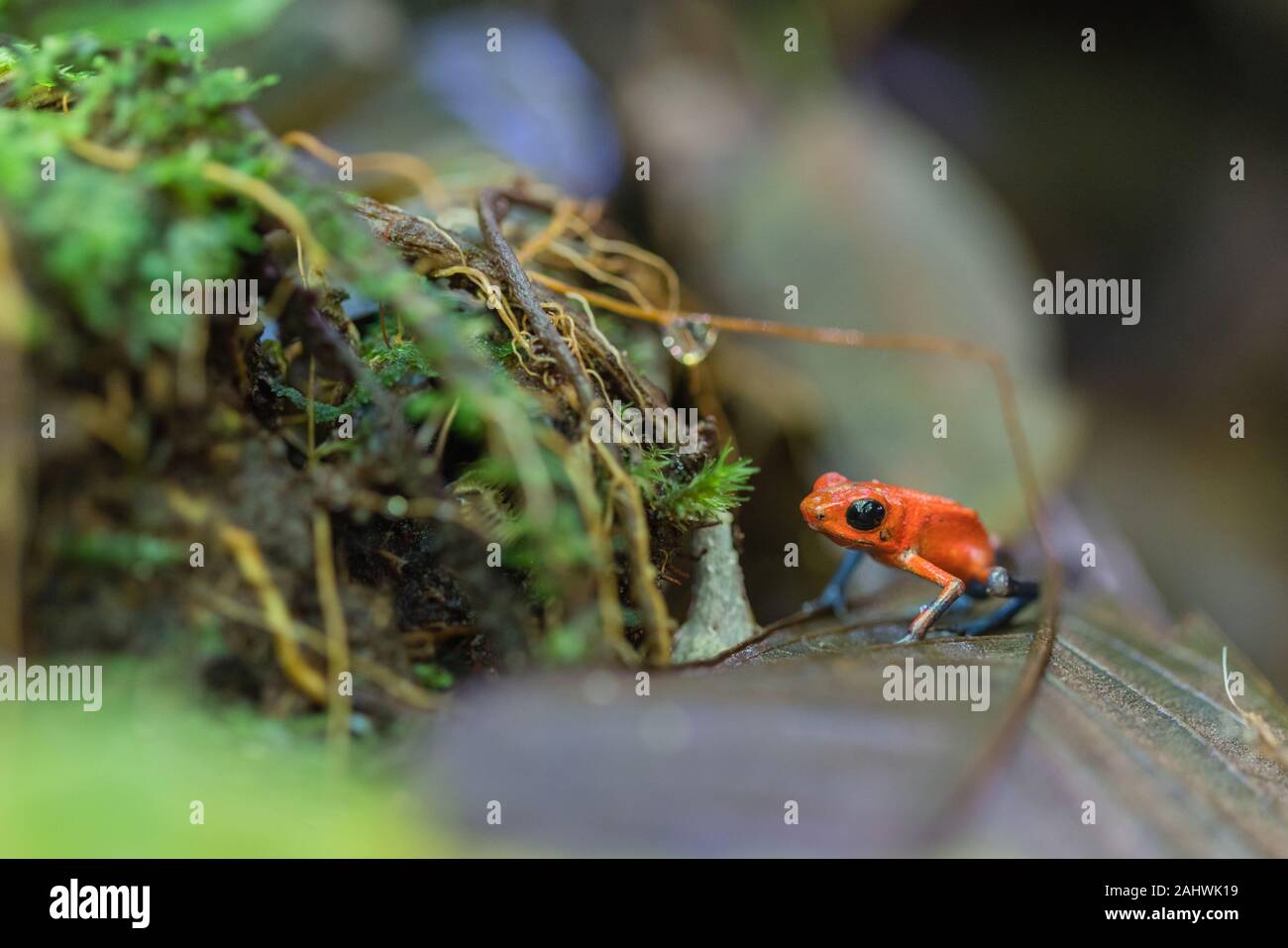 Une fraise-poison dart frog (Oophaga pumilio) sur le sol de la forêt tropicale. Ce spécimen est la couleur bleu jeans morph. Laguna del Lagarto, le Costa Rica. Banque D'Images