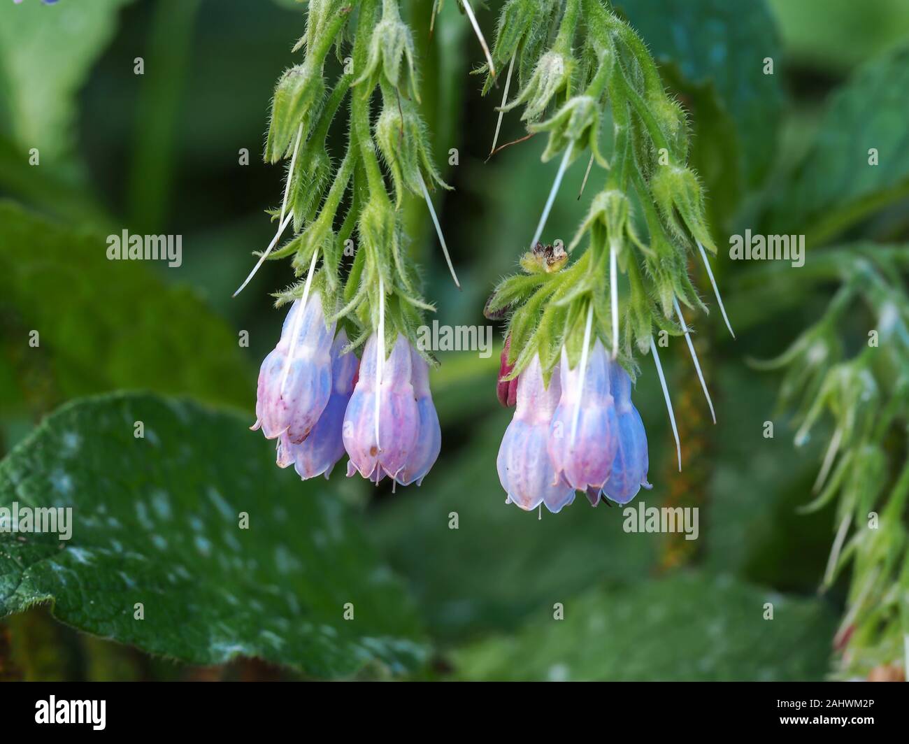 Bourgeons suspendus sur une plante de consoude, Symphytum officinale, dans le North Yorkshire, Angleterre Banque D'Images