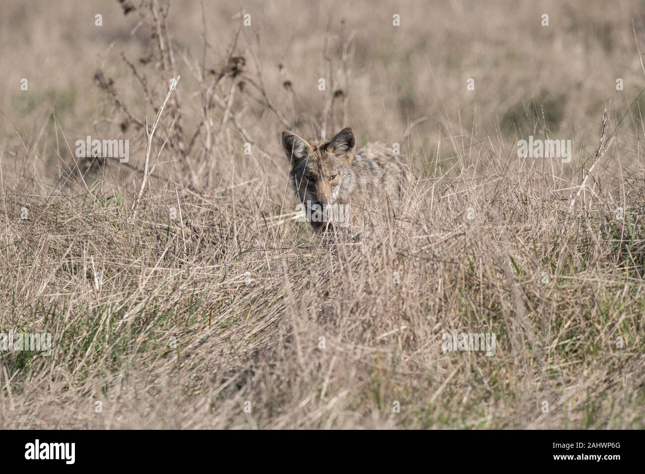 Le Coyote à Point Reyes National Seashore, Californie Banque D'Images Le Coyote à Point Reyes National Seashore, Californie Banque D'Images