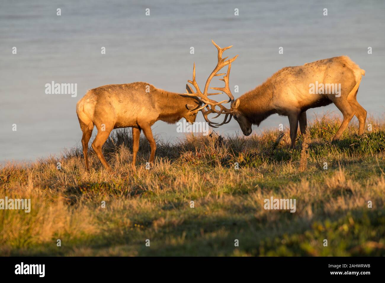 Tule wapiti Banque de photographies et d’images à haute résolution Alamy