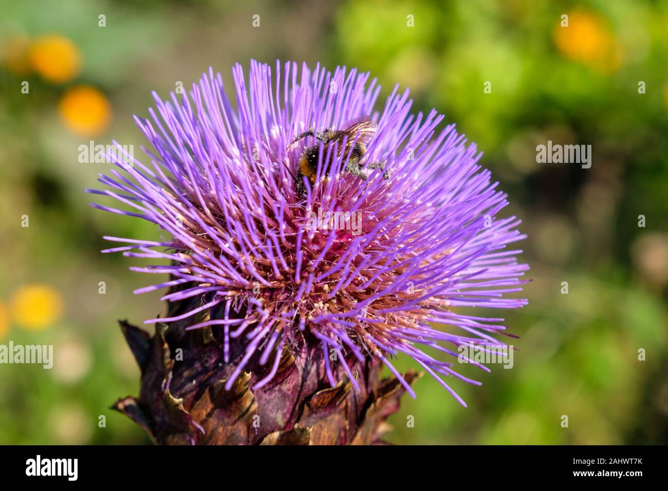 L'alimentation de l'abeille dans la fleur de cardon (Cynara cardunculus), également appelé l'artichaut, poussant sur un allotissement, UK Banque D'Images