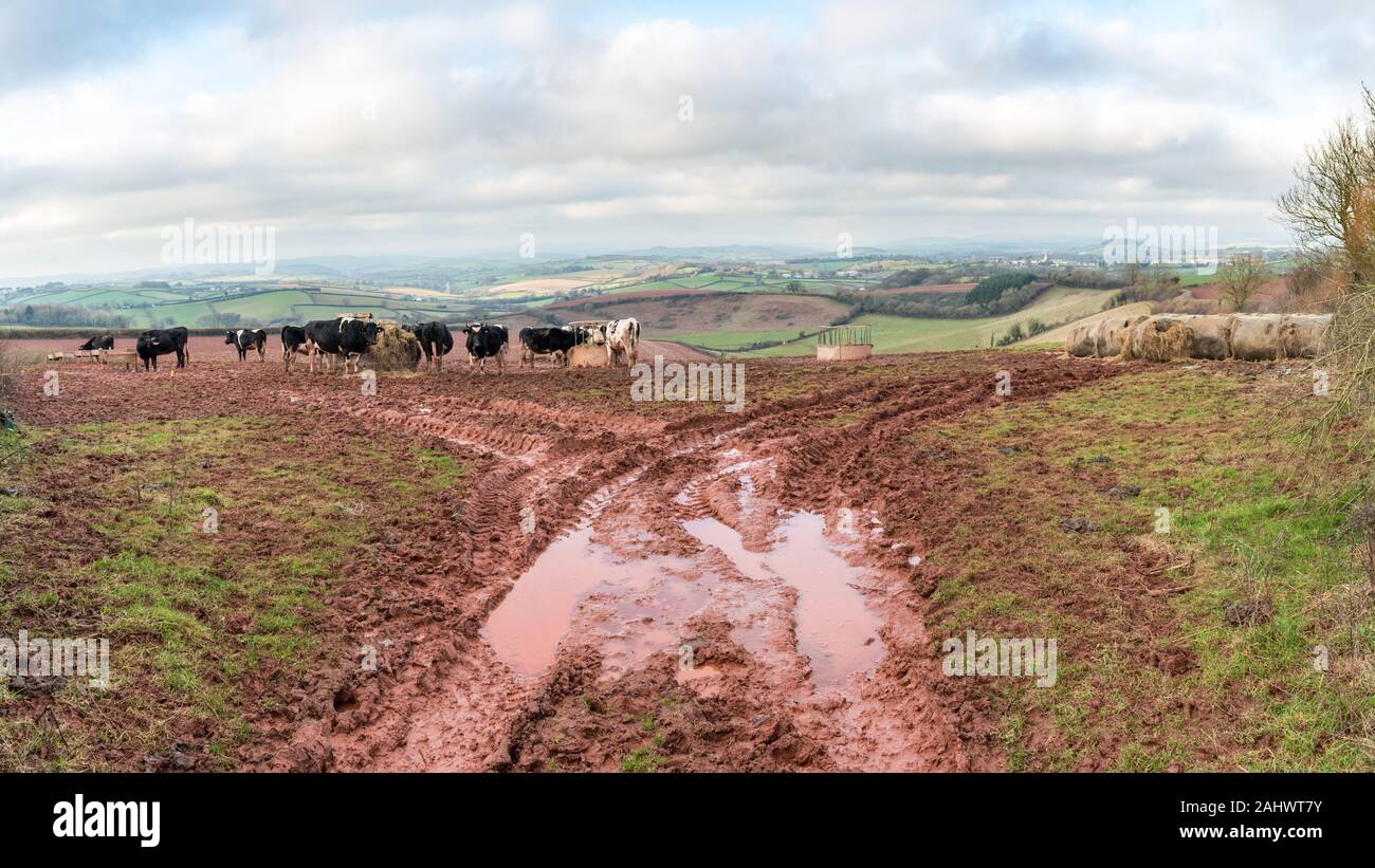 L'alimentation des vaches sur le foin de l'anneau d'engraissement avec une profonde empreinte de tracteur remplie d'eau dans la boue rouge Devonshire au premier plan et le matériel roulant champs Devon. Banque D'Images