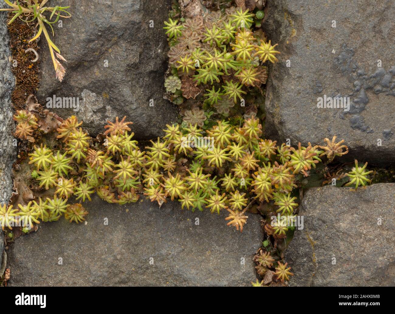 L'hépatique commune ou parapluie Marchantia polymorpha, l'hépatique, avec des femmes de plus en plus archegoniophores entre pavement. Le Dorset. Banque D'Images