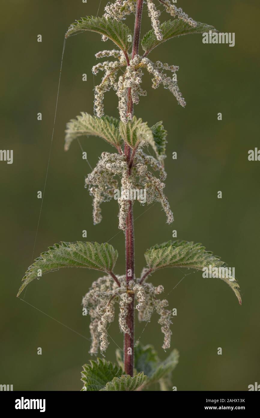 L'ortie, Urtica dioica, en fleurs, avec des fleurs femelles. Matin brumeux. Banque D'Images